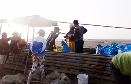 Các chủ buôn thu mua ốc mút ngay tại bãi biển.