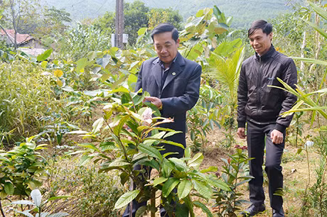 Gia đình ông Triệu Đức Liên (bên trái), thôn Hang Trăn (xã Tân Dân, Hoành Bồ) đã đưa vào trồng cây trà hoa vàng, một loại cây quý có giá trị kinh tế cao.