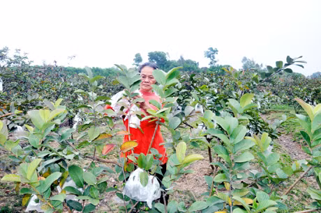 Mô hình trồng ổi gia đình bác Phí Thị Oanh, thôn Tân Hợp cho thu nhập 200 triệu đồng/năm.