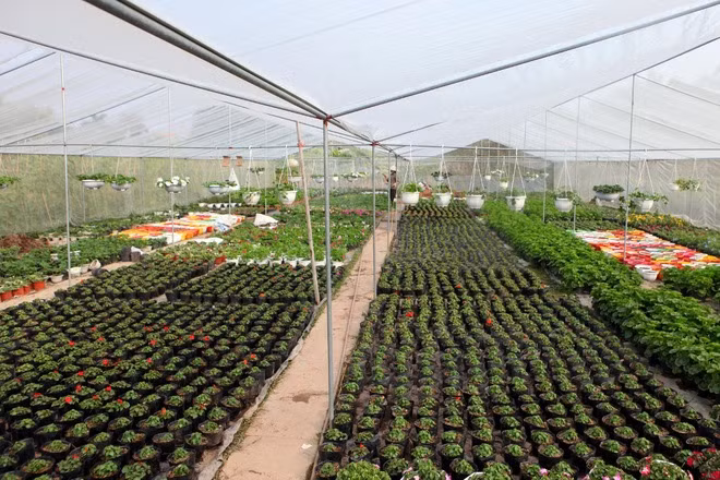 Vườn cúc lá nho đang trong gian đoạn chờ nở hoa. Phải mất 4 tháng từ ngày gieo hạt hoa mới nở. Đây là loại hoa xứ lạnh nên cần giữ độ ẩm cao và được trồng trong hệ thống nhà lưới để có thể điều chỉnh nhiệt độ, ánh sáng.