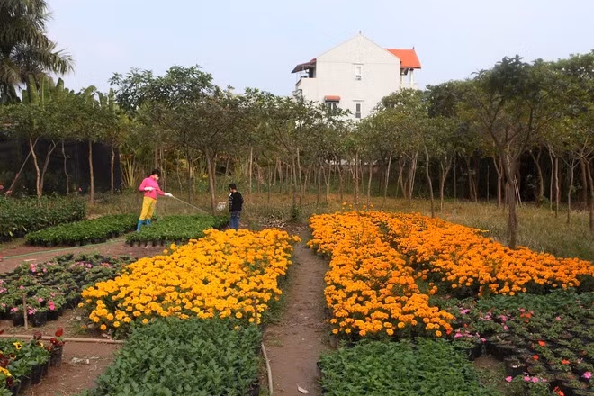 Nhiều người nhờ trồng hoa đã cải thiện đời sống vật chất, có điều kiện xây lên những ngôi nhà cao to.