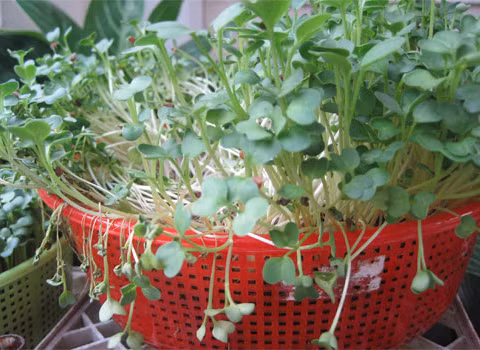 Chỉ một ít hạt gieo trên cái rổ nhỏ, sau vài ngày là đã có rau để ăn.