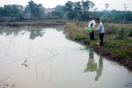 Mô hình cá nước ngọt có hiệu quả kinh tế cao của ông Nguyễn Thọ Hà, hội viên Hội Nạn nhân chất độc da cam/Dioxin huyện Đầm Hà ở thôn Tân Đông, xã Quảng Tân.