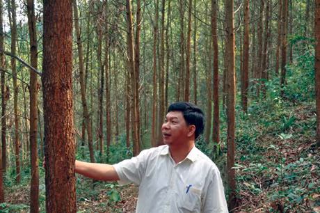 Anh Lê Thanh Lâm tại rừng keo sắp sửa thu hoạch.
