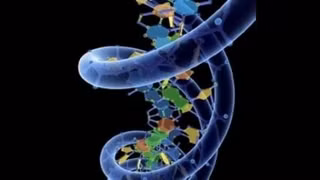 Độ dài của các telomere cung cấp thông tin rất quan trọng về tuổi thọ.
