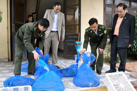 Chi cục Kiểm Lâm tỉnh bàn giao rắn hổ mang chúa cho Trung tâm cứu hộ động vật hoang dã và Kỹ thuật bảo vệ rừng Sóc Sơn Hà Nội