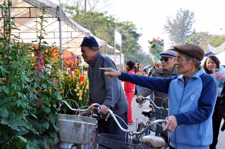 Các cụ già chiêm ngưỡng hoa xuân