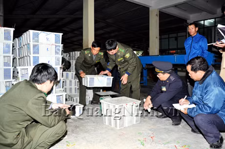 Lực lượng phối hợp đã tiến hành kiểm đếm, phân loại và cân số động vật hoang dã trên có tổng trọng lượng là 6.245,4 kg.