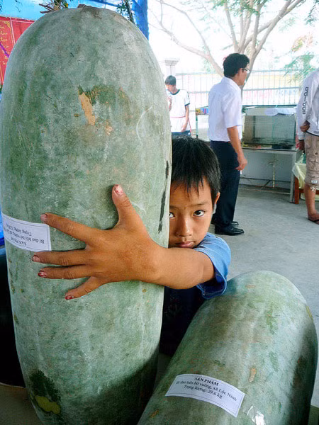 Trái bí đao bung trồng trên đất nuôi tôm nặng 32,8kg