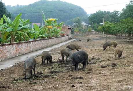 Bên cạnh phát triển chăn nuôi theo hướng công nghiệp cao theo tiêu chuẩn châu Âu, Công ty còn tham gia các dự án bảo tồn các giống vật nuôi quý như gà Sao, gà Đông Cảo, gà Hồ, gà Tiên Yên và lợn có nguồn gốc hoang dã...