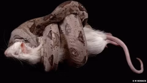 Loài trăn Mỹ nhiệt đới có thể dài tới 4 mét và sống tới 30 năm