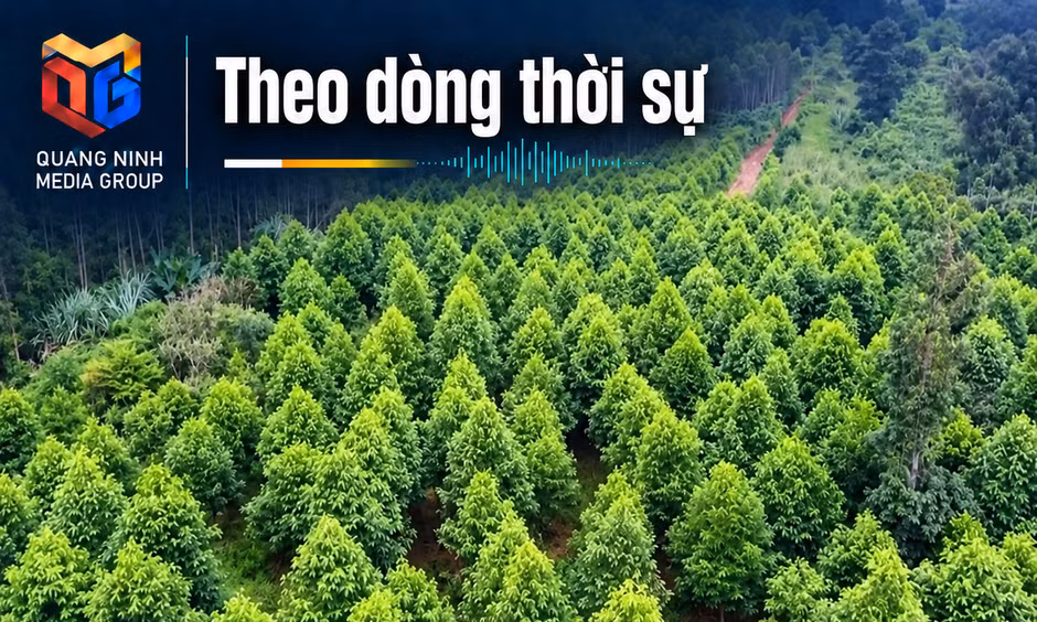 Theo dòng thời sự ngày 09/9/2026: Kinh tế rừng: từ diện tích đến giá trị