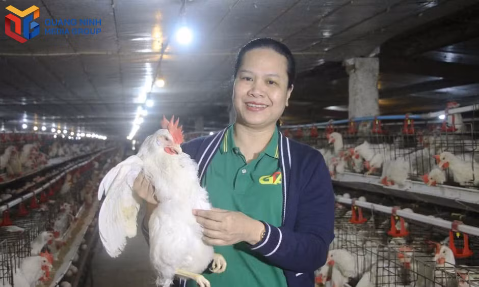 Chị Phạm Thị Nguyệt Dung, chủ trang trại trứng gà Tân An, phường Hà An chủ động áp dụng công nghệ số vào quản lý, vận hành trang trại nuôi gà. Ảnh: Nguyễn Dung.