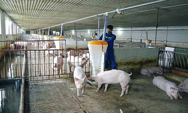 Bộ quy trình chăn nuôi lợn hướng nạc