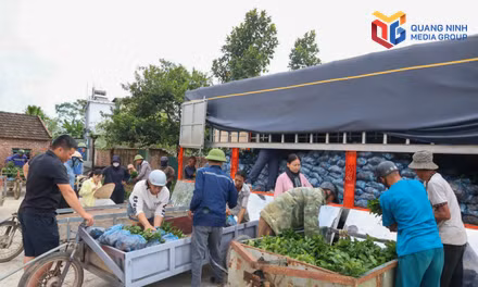 Xã Quảng Đức triển khai mô hình trồng chè Hương Bắc Sơn