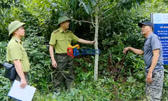 Tăng cường công tác phòng chống cháy rừng mùa hanh khô