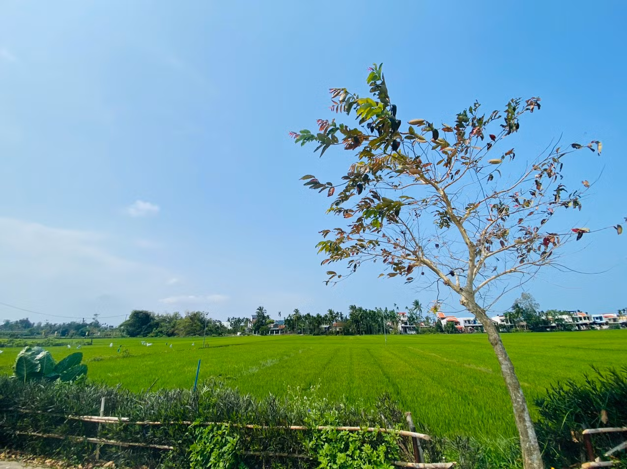 Cánh đồng Tú ở "ốc đảo" Cẩm Kim, Hội An - Ảnh: Kim Hoa