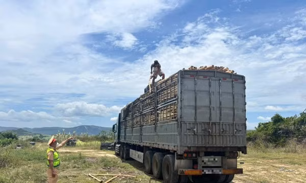 Xe ô tô đầu kéo chở hàng vượt quá chiều cao cho phép bị xử lý