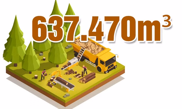 637.470 m³ - là sản lượng gỗ rừng trồng thành phố ước khai thác từ đầu năm đến nay