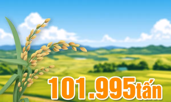 101.995 tấn - là tổng sản lượng lương thực cây có hạt của Quảng Ninh trong 8 tháng năm 2026