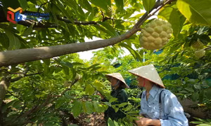 Hướng đi của những vùng cây ăn quả năng suất cao, giá trị lớn