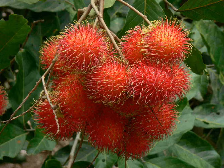 Ảnh minh họa. quả chôm chôm