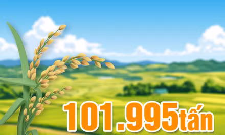 101.995 tấn - là tổng sản lượng lương thực cây có hạt của Quảng Ninh trong 8 tháng năm 2026