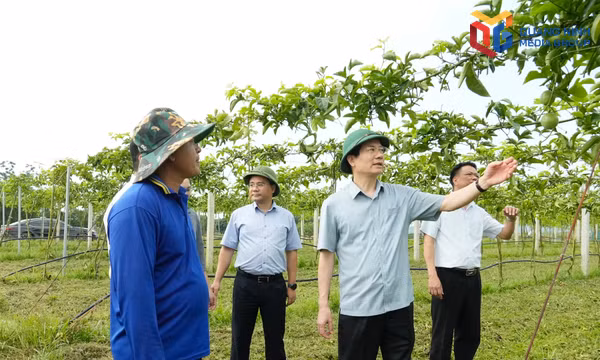 Nâng hiệu quả mô hình sản xuất, thúc đẩy nông dân liên kết phát triển