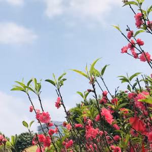 Đất nước vào xuân