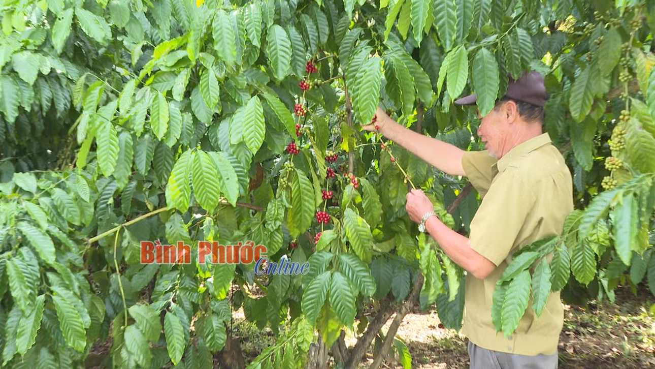 Vườn cà phê nhà ông Bùi Xuân Đình ở thôn 7, xã Minh Hưng đã bắt đầu chín bói