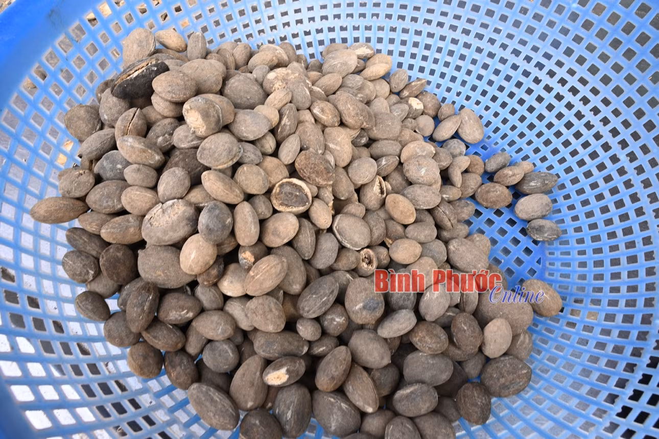 Bình Phước: Độc lạ hạt kơnia ảnh 1 Bình Phước: Độc lạ hạt kơnia ảnh 1
