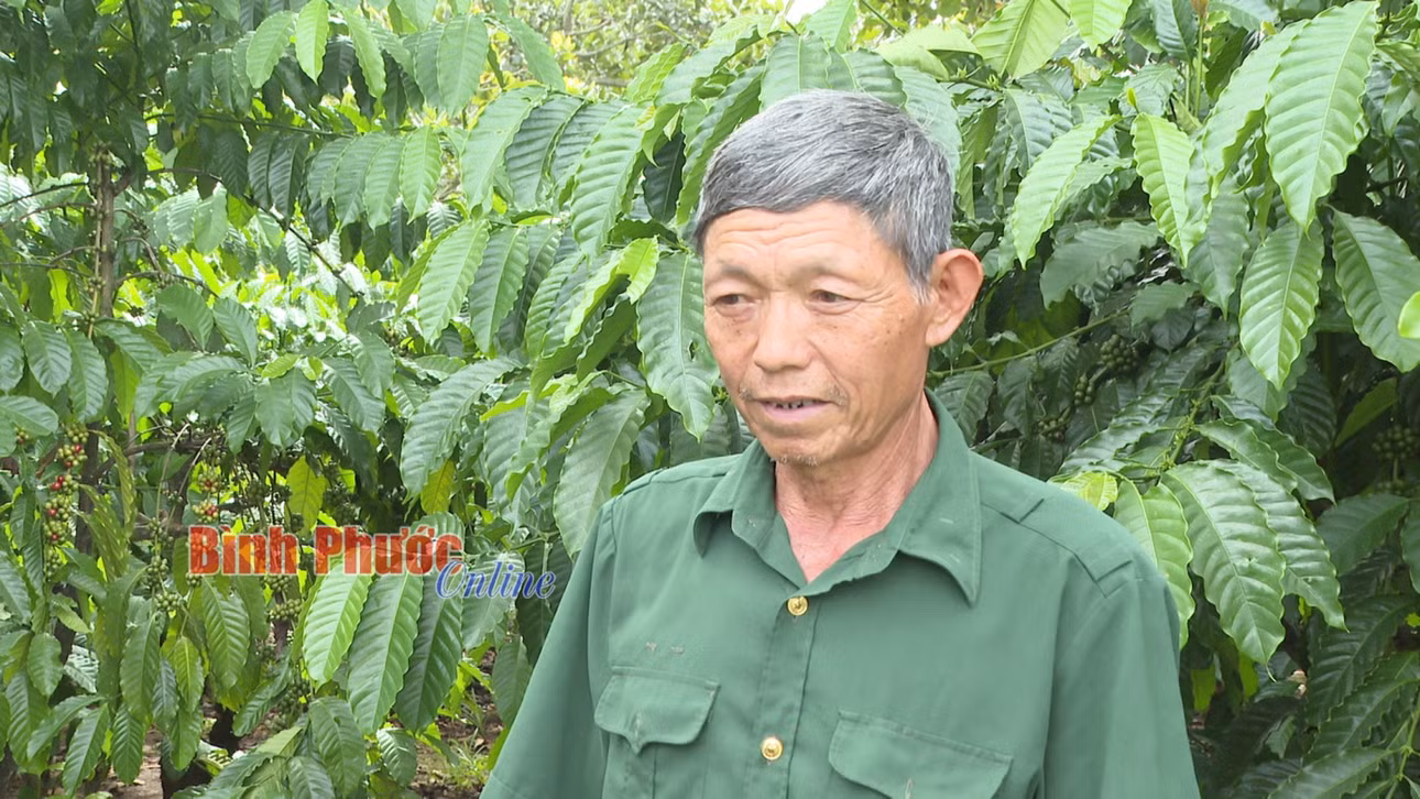 Ông Nguyễn Đăng Sơn ở thôn 1, xã Minh Hưng cho biết, giá cà phê lập đỉnh mới cao nhất trong nhiều năm qua
