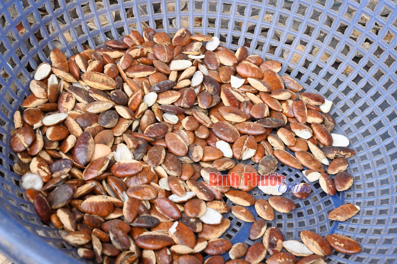 Hạt kơnia trước và sau khi tách vỏ