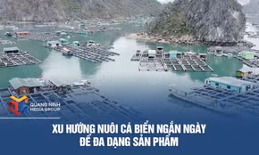 Xu hướng nuôi cá biển ngắn ngày để đa dạng sản phẩm