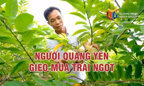Người Quảng Yên gieo mùa trái ngọt