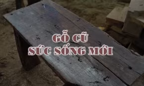 Gỗ cũ, sức sống mới