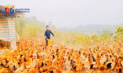 Anh Bế Văn Lỵ (thôn Phong Dụ), xã Tiên Yên chăm sóc đàn gà của gia đình.