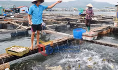 Nông thôn mới TP Cẩm Phả