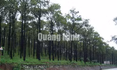 Kết quả sản xuất, kinh doanh lĩnh vực nông- lâm- ngư nghiệp tỉnh Quảng Ninh