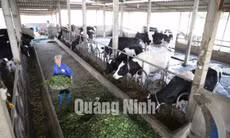 Nuôi bò sữa Đông Triều năm 2015