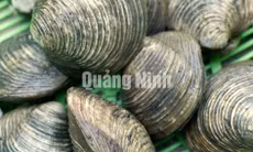 Đậm đà món bún xào ngán Quảng Yên