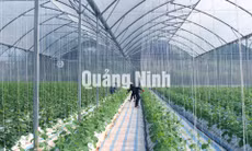 Công ty CP Thương mại và Xây dựng Đầm Hà