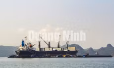 Những con tàu chờ than
