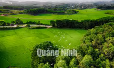 Rừng cò núi Hứa