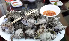 Ốc sư tử Cô Tô