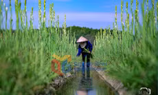 Nông thôn mới (phường Đông Triều)