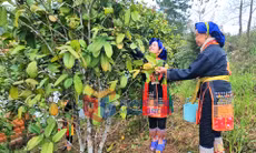 Nông thôn mới (xã Kỳ Thượng)