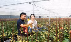 Làng hoa phường Hoành Bồ