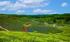 Sản xuất chè tại xã Đường Hoa