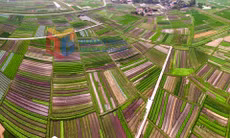 Nghề trồng rau, hoa tại TX Quảng Yên
